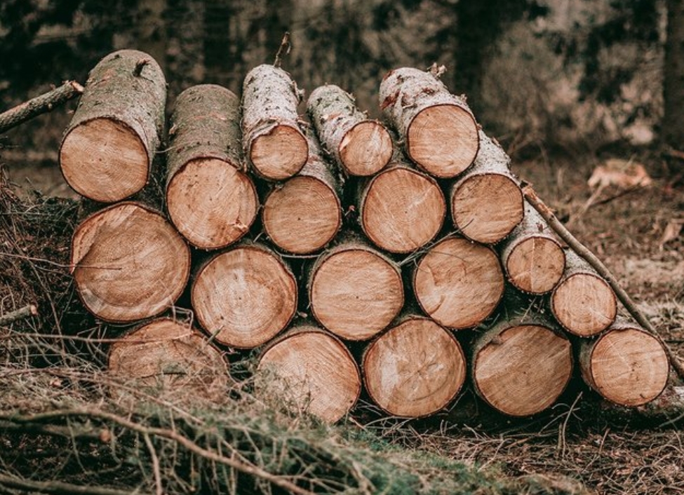 Заготівля дров в умовах війни